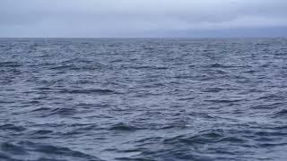 Baby Humpback Whale Breaching