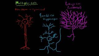 Anatomy of a Neuron: Multipolar Cells