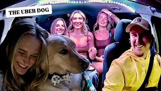 Surprising My Passengers With a PUPPY!