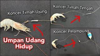 3 Rangkaian Ngoncer Udang Hidup Yang Efektif