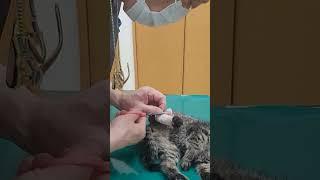 #고양이#고양이병원 치료