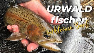 URWALD FISCHEN im kleinen Bach / Fliegenfischen im Dschungel