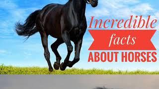 Incredible  facts  about Horses ## info awa an informational channel #get knowledge