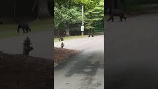 GA 52 Bears and Fox near Ft Mountain State Park