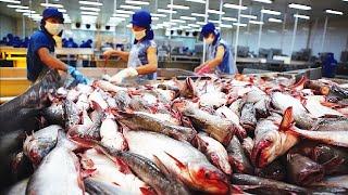 Modern catfish farming and harvesting - Catfish Processing in factory - Catfish aquaculture