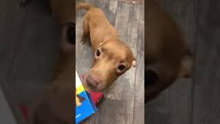 Help rescue and give a stray dog a loving home