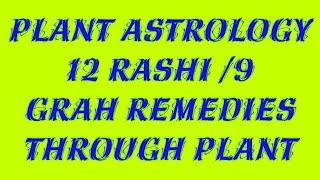 Rashi 9 planets and plant's Astrology remedies