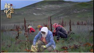 藏区高山大黄多难挖，一颗就是几十斤，一亩地挖掘机都要挖几天【秘境神草第二季】