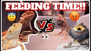 Feeding An Angry Bearded Dragon VS Feeding A Calm￼ Beaded Dragon! *AVOIDING BITES!