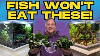 The TOUGH Aquarium Plants Your Fish WON’T Eat!