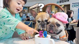 Surprising My French Bulldog For His 56th Birthday!