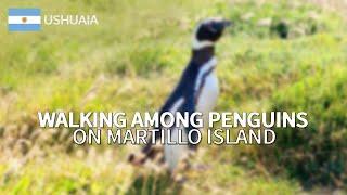 Ushuaia | Walking among penguins on Martillo Island | CONTINENTRUNNER