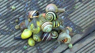 Schnecken rennen Time Lapse