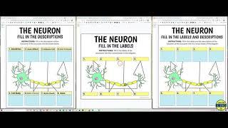 Neuron & Synapse Interactive Google Slides (by Tangstar Science)