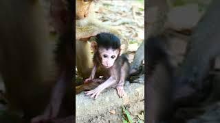 Rose comfort grooming adorable baby monkey breezy