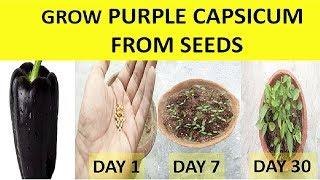 How to grow Purple Capsicum from seeds? Grow Purple Bell Pepper - Part 1