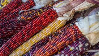 About Indian Corn