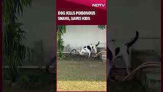 Jhansi News | Dog Kills Poisonous Snake, Saves Kids