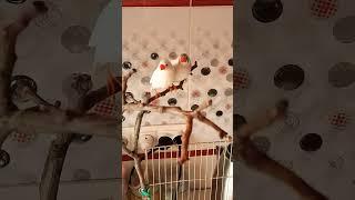 Тримаються купи️️ #birds #birdslover #pets