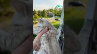  Mama cat comes home to kitten's cry #shorts