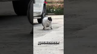 Толстый кот присел