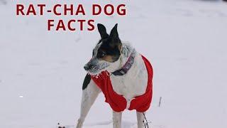 Rat-Cha Dog Facts