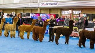 Alpaca Owners Association National Halter Show