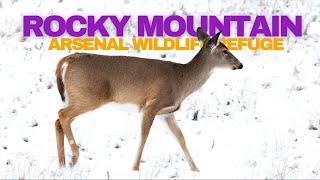 Animal Viewing at Rocky Mountain Arsenal Wildlife Refuge