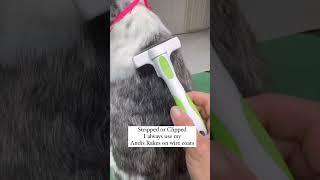 Pet Shedding Like a Pro with the Andis Rake!