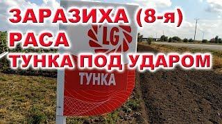 ЗАРАЗИХА 8-я раса на Тунке и  LG 5580 ПОДСОЛНЕЧНИК ЛИМАГРЕЙН