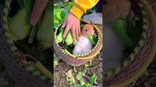 The little rabbit lying in the basket is so cute Cute pet debut plan Rabbit Rural cute pet