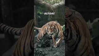 Tiger Zoo Shot Before & After Lightroom