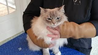 Ragdoll Cat - Bib Trim