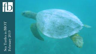 Turtles in the British Indian Ocean Territory