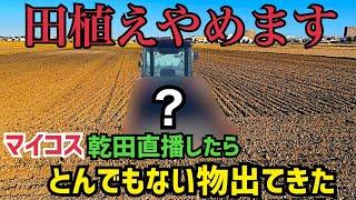 [最速直播]田植えやめてマイコス米を乾田直播したら大事件が起きた！ドリルシーダーで爆速乾田直播きしていく！SUGANOケンブリッチローラー,GASPARDOドリルシーダー、マイコス菌