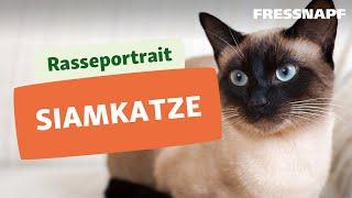 Rasseportrait: Siamkatze