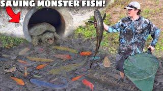 These MONSTER Fish Were Left to DIE!