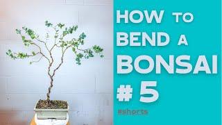 How to bend a Bonsai #5 - Eucalyptus Gunnii | Bonsaifly #shorts