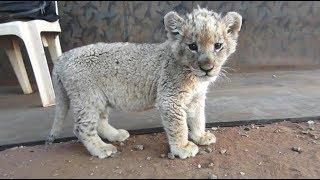 Cute Baby Lion Feeding and Exploring