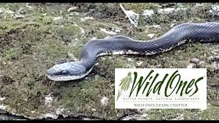 Herp-Friendly Land Management Practices in Northwest Arkansas