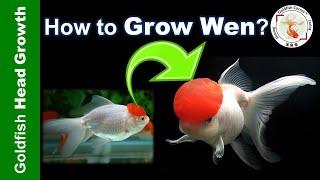 SECRETS of BOOSTING Goldfish WEN Growth | 金鱼发头秘密