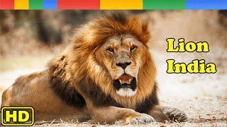 [Nat Geo Wild] Lion Pride in India  - Animals Documentary Nature HD