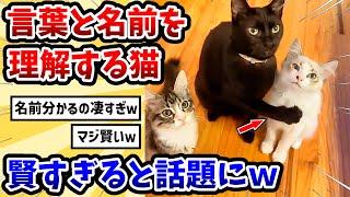 【2ch動物スレ】言葉と名前を理解する猫 → 賢すぎると話題にwww