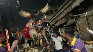 GODFATHER || BAHUBALI KANKREJ OX || UNLOADING FROM HOSSAIN DAIRY FARM || KOLKATA COW 2023