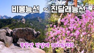 북한산 '비봉능선' 과 '진달래능선' 에 진달래 만개했어요 2024. 04. 14. 일요일 등산.