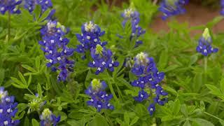 Johnston Seed Company Producing Bluebonnets