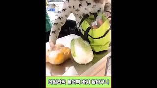 데일리픽 숄더백 바퀴장바구니 시장 핸드카트