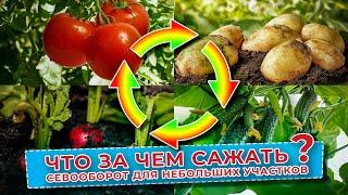 Не допустите ошибки! Что за чем садить - севооборот для небольших участков