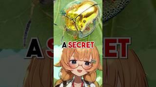 This BEETLE Uses Its OWN POOP As A SHIELD?!