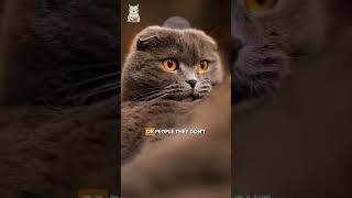 Can Cats Really Sense Evil?